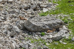 Oberstdorf-26 Gämsen oberhalb des Oberen Gaialpsee