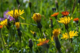 Oberstdorf-32 Bunte Alp-Wiese