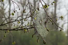 Lenzen-18 Spinnenkunst mit Morgentau