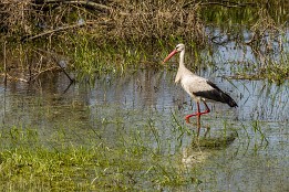 Lenzen-4 Storch - zu der Zeit konnte man sie noch oft beobachten.