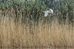 Ruppiner_Seen-10 Silberreiher bei Wustrau