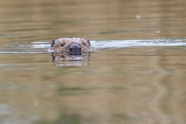 Ruppiner_Seen-12 Biber auf der Kremmener Rhin
