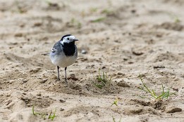 Ruppiner_Seen-15 Bachstelze bei Kremmen
