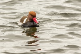 Ruppiner_Seen-16 Kolbenente bei Neuruppin