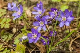 Ruppiner_Seen-17 Leberblümchen (giftig) - bei Lindow (Mark) auf dem alten Friedhof an der Stiftskirche gesehen.