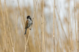 Ruppiner_Seen-19 Rohrammer