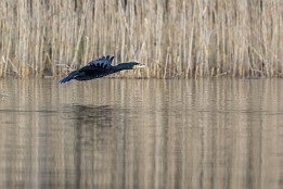 Ruppiner_Seen-20 Kormoran über dem Ruppiner See