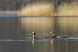 Ruppiner_Seen-3 Haubentaucher auf dem Ruppiner See