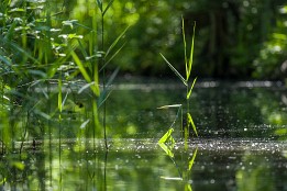 Bild_2014-12 Einfach nur Schilf in der Sonne