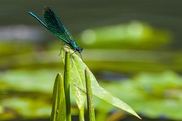 Bilder2017-120 Gebänderte Prachtlibelle auf dem Pfeilkraut (Spreewald)