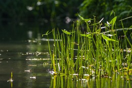 Bilder2017-124 Pfeilkraut in der Sonne