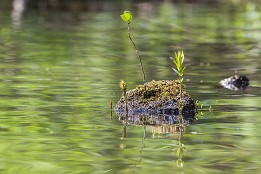 Bilder2017-59 neues Leben auf kleinstem Fleck