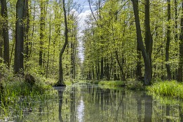 Bilder2017-69 Von Licht durchflutet im Frühling.