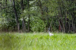 Spreewald_April-4 Nahrungswiese