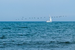 Bild_2015-40 vor Kreptitz - Vogelzug