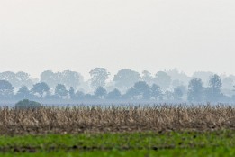 Bilder2017-139 Allee-Bäume auf Wittow