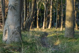 Website-133 Uferwald Kreptitz