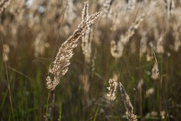 Website-162 im Abendlicht