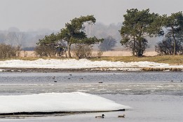 Website-83 Schoritzer Wiek Ende März