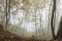 Bild_2012-34 Der Nebel zieht vom Wasser rein.