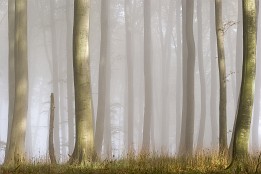 Bild_2012-35 Buchenwald