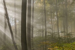 Bild_2012-36 Nebelstimmung und Sonne