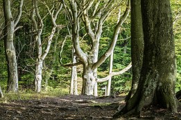 Bild_2015-31 markante Buche im Jasmund Nationalpark
