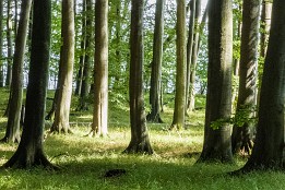 Bild_2015-33 Lichtspot im Buchenwald (Jasmund Nationalpark)