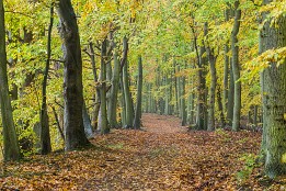 Bild_2011-45 Allee auf der Insel Pulitz. Die Insel darf man nur in bestimmmten Monaten betreten. Sie liegt im kleinen Jamsunder Bodden.