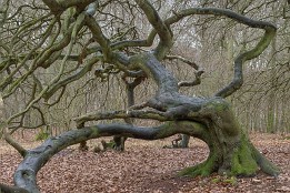 Website-72 Krüppelbuche bei Lietzow