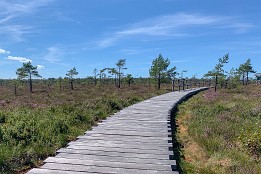Weg durch das Schwarze Moor