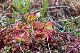 Sonnentau im Schwarzen Moor