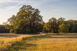Dessau_Woerlitz_2018-31 Elbaue beim Sieglitzer Berg.