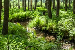 Bilder2017-116 Farne in der Dresdner Heide