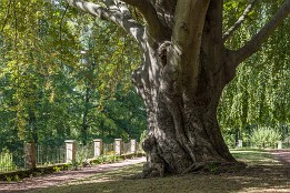 Mitteldeutsche_Parks_2020-18 Garten Villa Haar