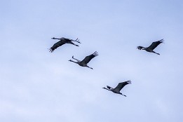 Bild_2010-38 Kraniche auf dem Weg zum Futterplatz über dem Plätlinsee