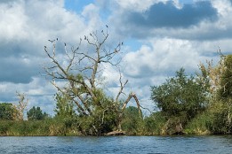 Bild_2015-51 Kormorane