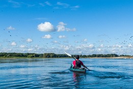 Bild_2015-58 Elbe - viele Wildvögel haben sich Ende September schon versammelt.