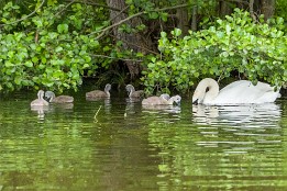 Bilder2017-75 bei Ahrensberg