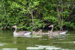 Bilder2017-76 Graugans-Familie