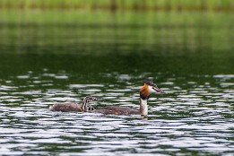 Bilder2017-78 Haubentaucher-Familie auf dem Leppinsee.