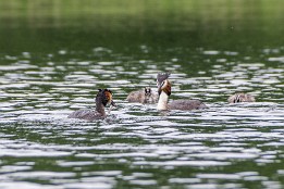 Bilder2017-79 Haubentaucher bei Fütterung der Jungen.