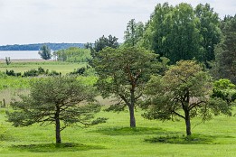 Bilder2017-86 Müritzhof - fast wie für ein Foto gepflanzt.