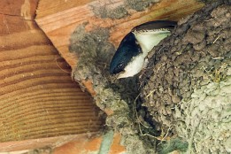 Bilder2017-87 Rauchschwalbe