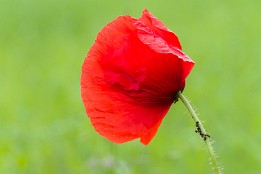 Bilder2017-88 Klatschmohn