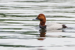 Bilder2017-92 Auf dem Leppinsee gesehen - Tafelente