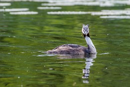 Bilder2017-94 Haubentaucher - weniger scheu