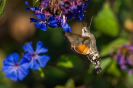 Meran_Okt_2018-8 Taubenschwänzchen