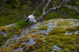 Lofotenreise-149 Die Möwen sah man so öfter beim Brüten.