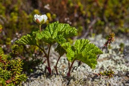 Lofotenreise-76 Über den Steinen wächst ein dicker Teppich aus niedrigen Sträuchern, Flechten und Moosen.